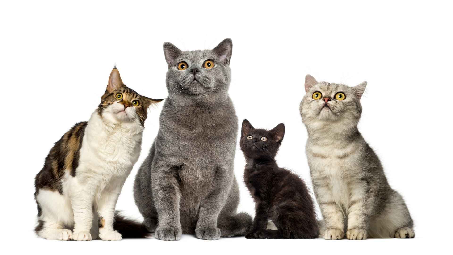 Nombres para gatos segun su personalidad